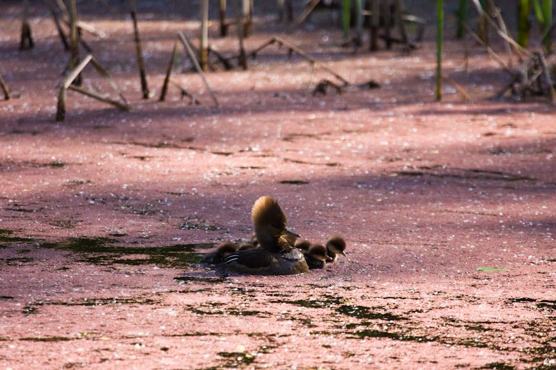 Hooded Merganser With Ducklings